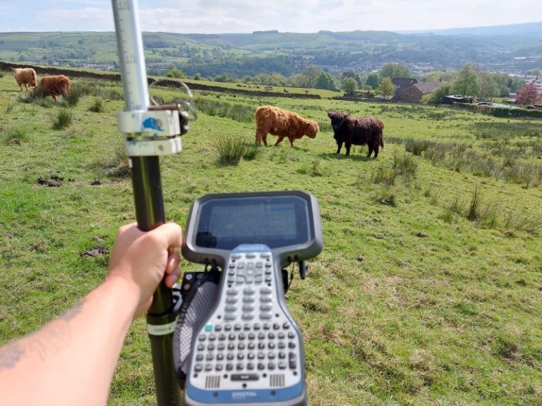 Disruptive Cows in Rawtenstall 2